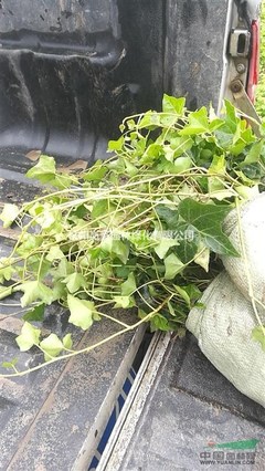 长春藤杯苗 优雅之选，为生活添一抹绿色生机